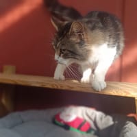 DYLAN, chat à adopter