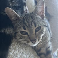 TCHIKITA LOCA, chatte à adopter