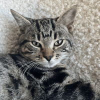 LOUP CHARMEUR, chat à adopter