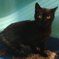 VERVI, chatte à adopter