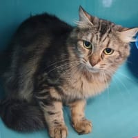 MALICE, chatte à adopter
