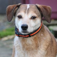 MARCO, chien à adopter