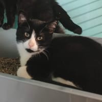 LEO, chat à adopter