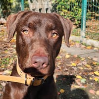 DIESEL, chien à adopter