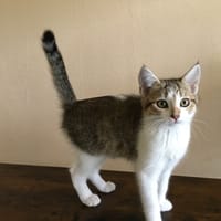 Agathe, chatte à adopter