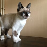 Erwin (réservé), chat à adopter