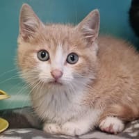 ANGELO, chat à adopter