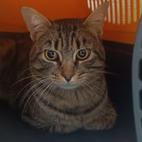 KEVIN, chat à adopter