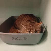 KIMBERLEY, chatte à adopter