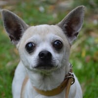 YOURGETTE CHAO, chien à adopter