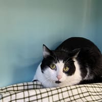 simba, chat à adopter