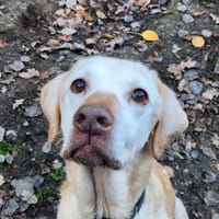 CHARLY, chien à adopter