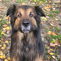 MANGO, chien à adopter