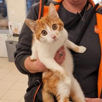 TUC, chat à adopter