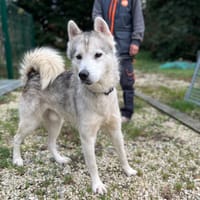 D'jimbo, chien à adopter