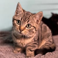 Meeko CAB4826, chat à adopter