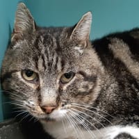 Paumino, chat à adopter