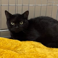 Alfi CAB4831, chat à adopter