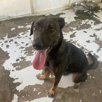 NOVA, chienne à adopter