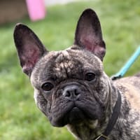 HAPPY, chien à adopter