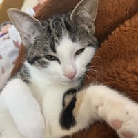 RICO FUEGO, chat à adopter
