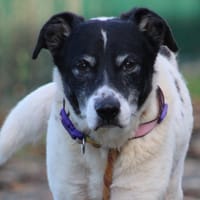 LIBRO, chien à adopter