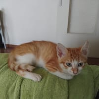 Gaston (réservé), chat à adopter