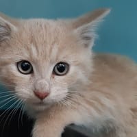 Toutti-quanti, chat à adopter