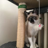 Vanina (réservée), chatte à adopter