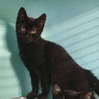 LEA, chatte à adopter