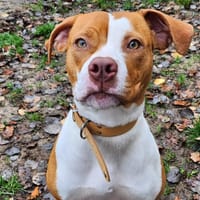 CARRIE, chienne à adopter