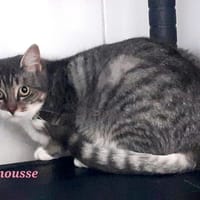 FRIMOUSSE, chatte à adopter