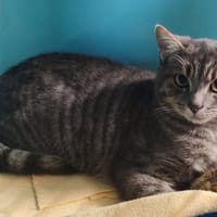 RONFLARD, chat à adopter