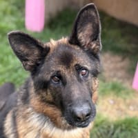 ROC, chien à adopter