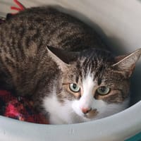 LYON, chat à adopter