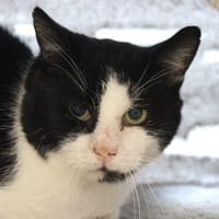 LIPOUTOU, chat à adopter