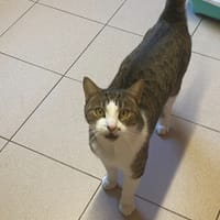 COOKIE, chat à adopter