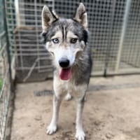 Rémus, chien à adopter