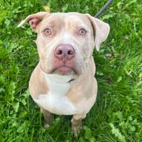 BRITNEY, chienne à adopter