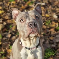 ATHENA, chienne à adopter