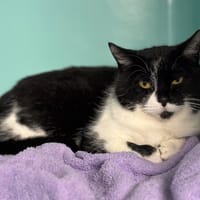 Croquette CAB4829, chatte à adopter