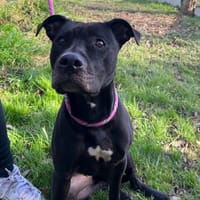 LUCY, chienne à adopter