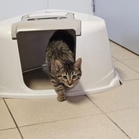 SNICKERS, chatte à adopter
