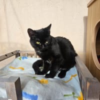 CARTER, chatte à adopter