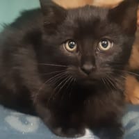 Tounoir, chat à adopter