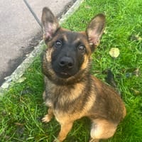 STORMY, chienne à adopter