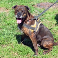 OLAF, chien à adopter