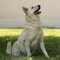 Leb, chien à adopter