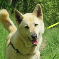 Leb, chien à adopter