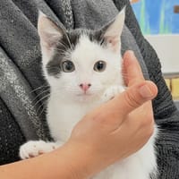 Victorine, chatte à adopter